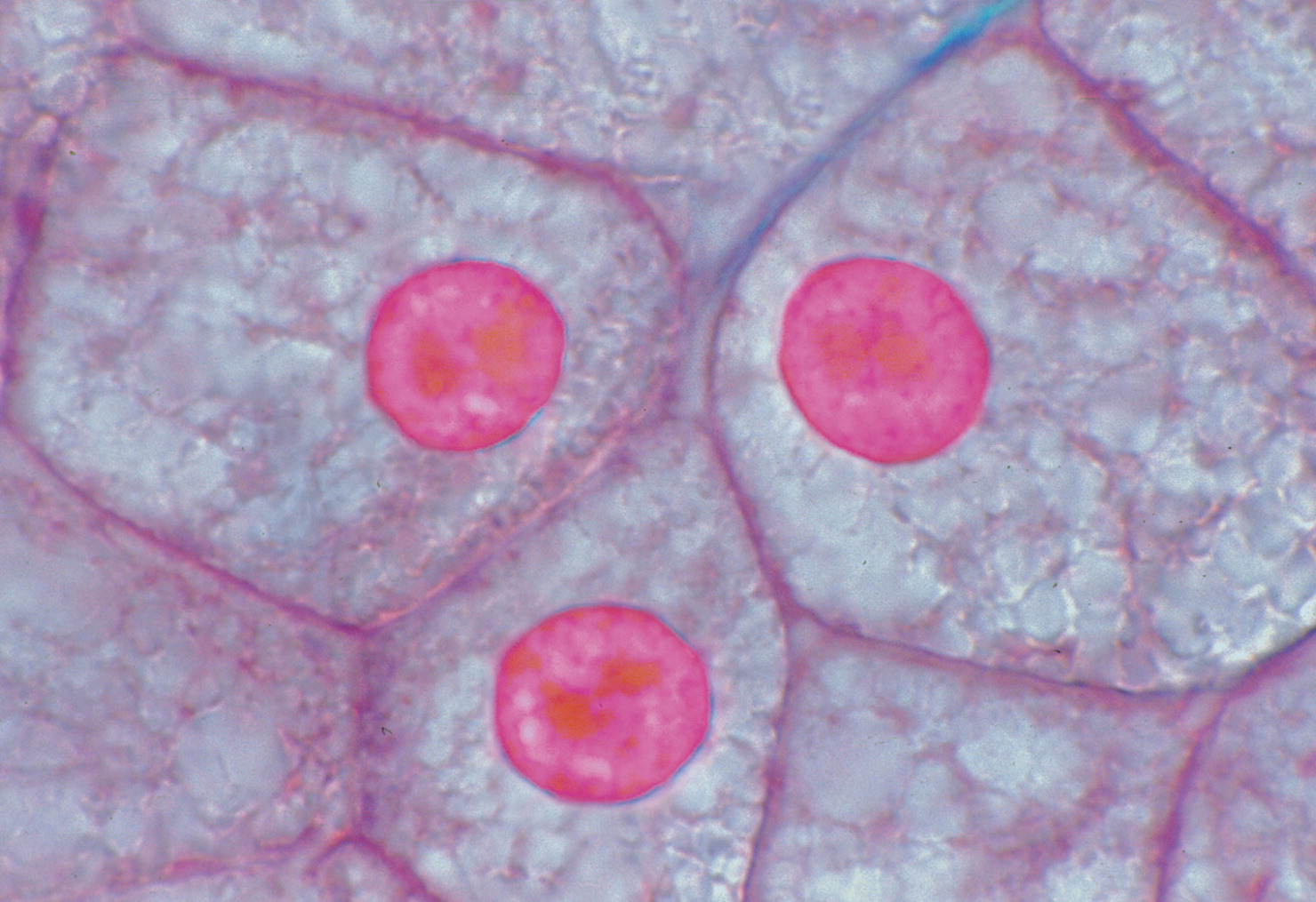 eukaryotic cell under microscope
