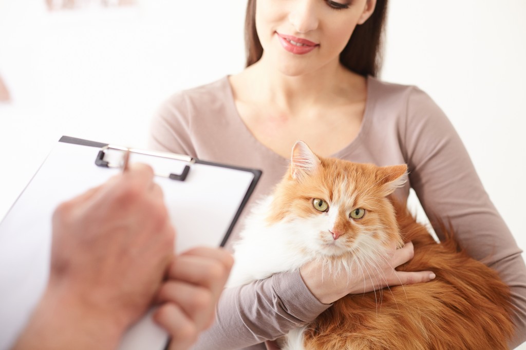 3-ways-to-prevent-your-cat-from-getting-urinary-tract-infections-the