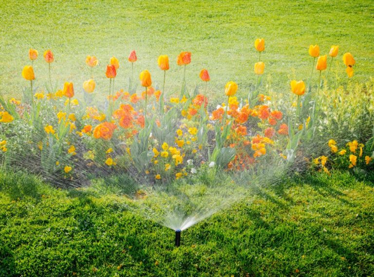 Tulips being watered using an automatic sprinkler