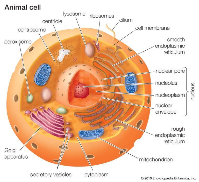 animal-cell-organelles-and-functions-grade-8-structure-and-function-of-cells