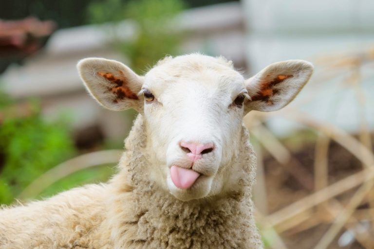 sheep sticking its tongue