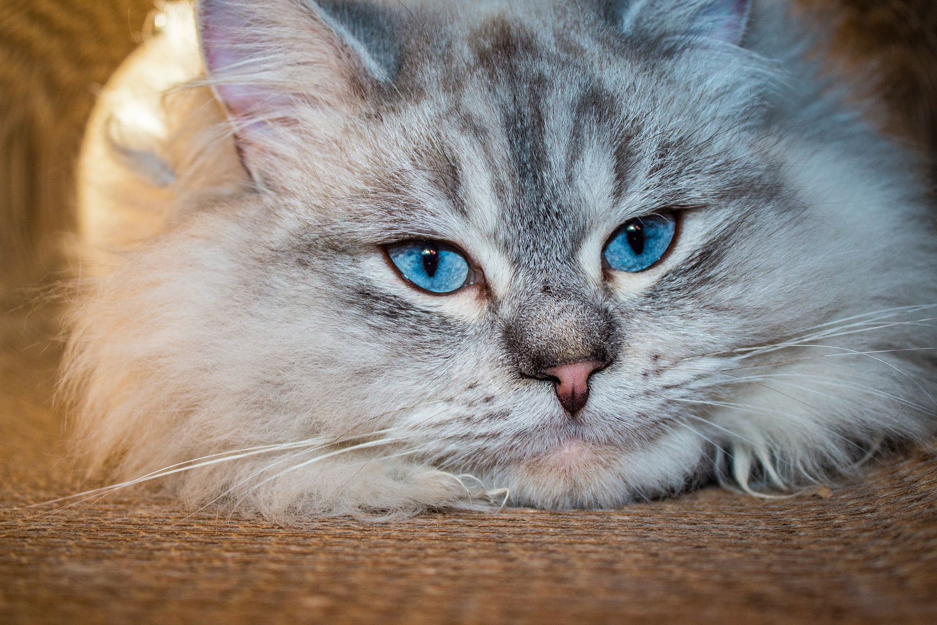 blue siberian cat