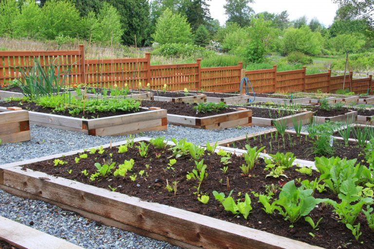 community vegetable garden boxes outdoors