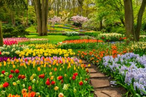 Colorful flower beds with pathway and trees around