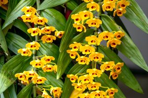 Pending Garlands of Yellow Orchid Flowers