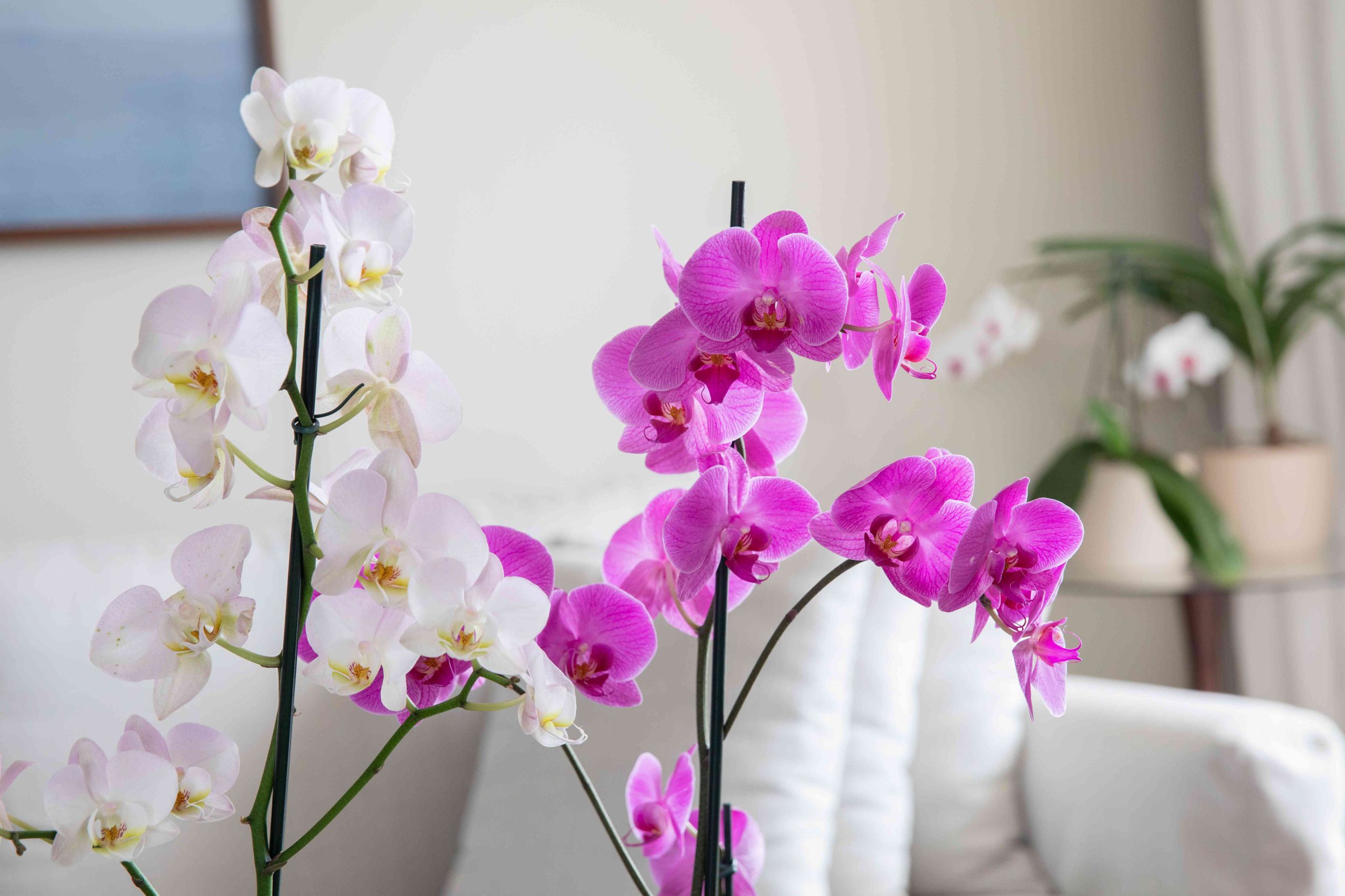 Blooming Brilliance Unearth the Magic of the Best Orchid Fertilizers